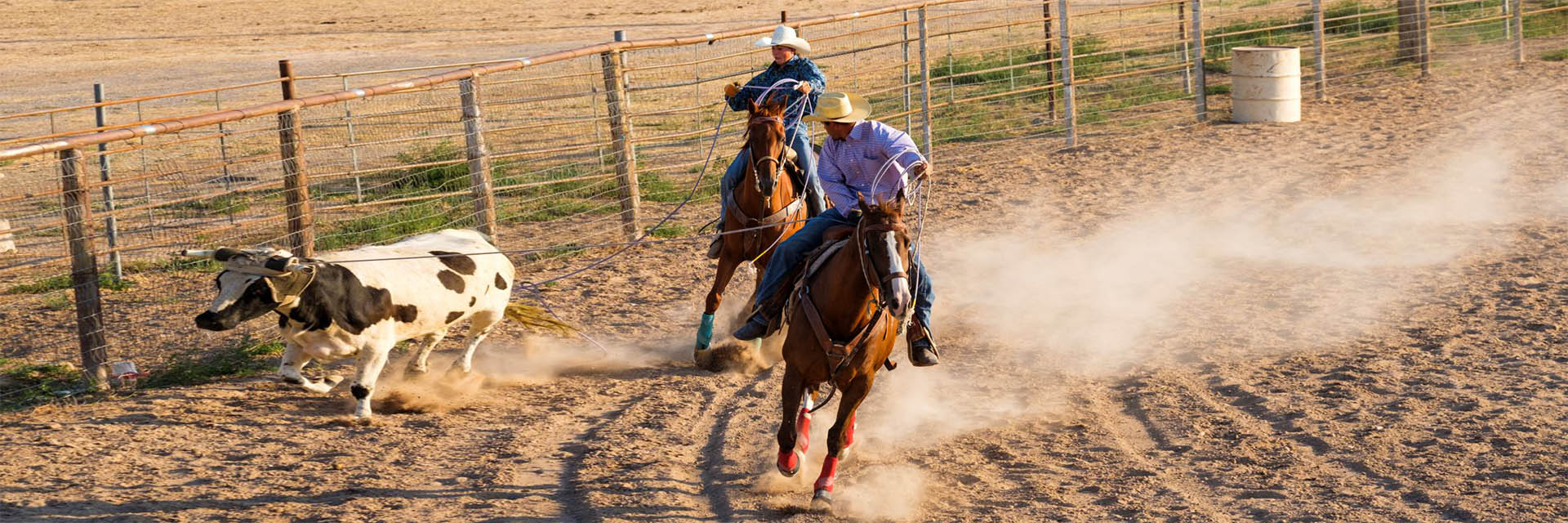 Cowboy on horse roping calf