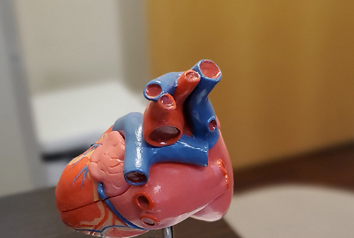 Heart Model