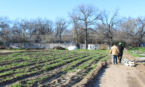 Texas Health Urban Farm