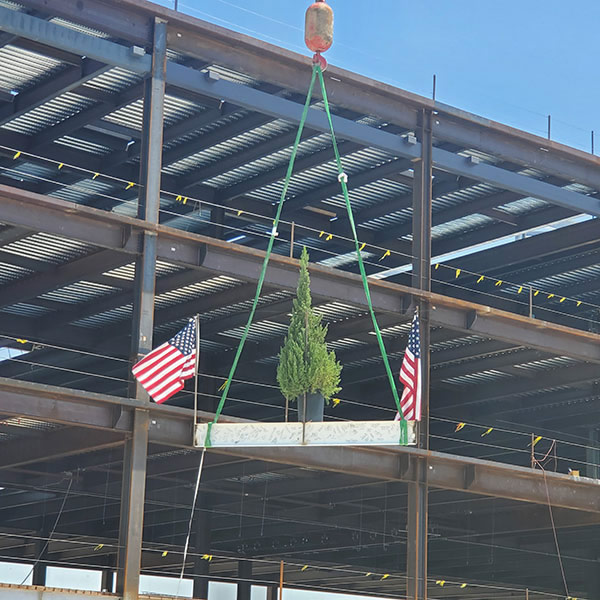 Tree-topping at Texas Health Denton