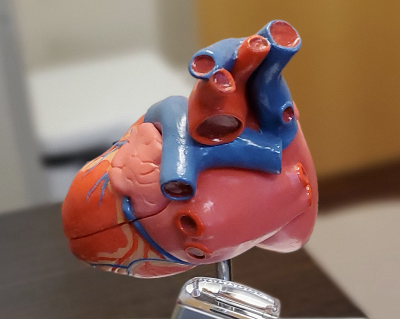 Heart Model Heart Model