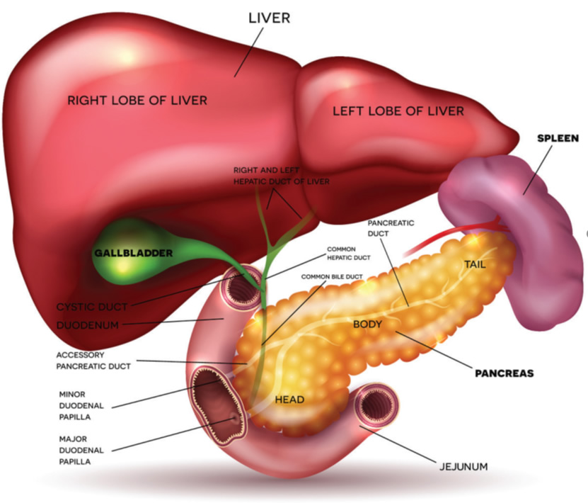 Pancreas illustration Pancreas illustration